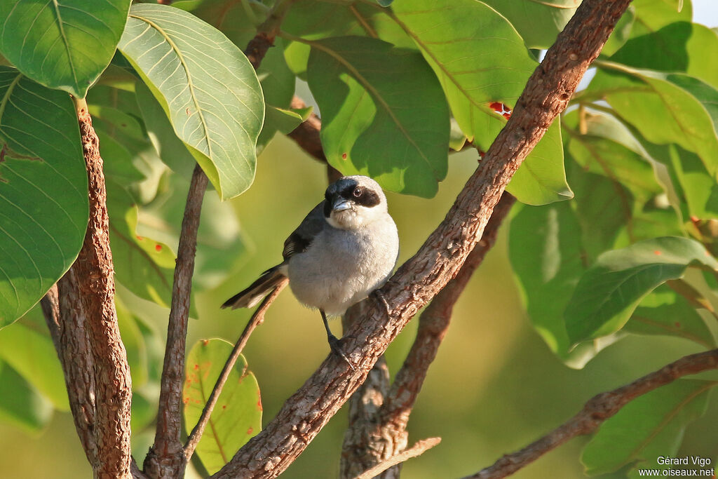 Shrike-like Tanageradult