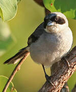 Shrike-like Tanager