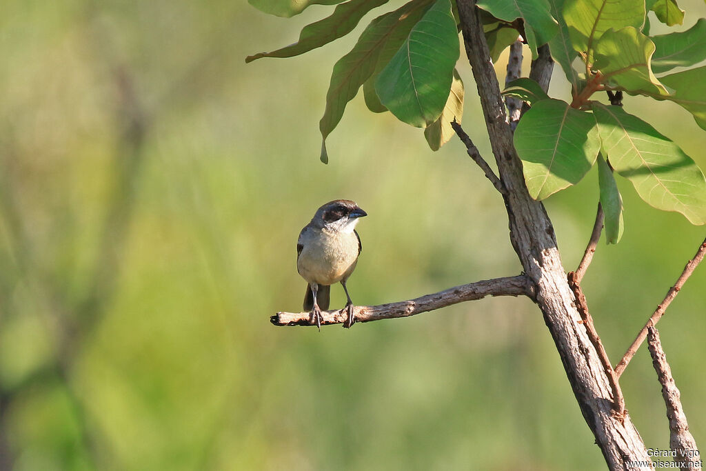 Tangara unifasciéadulte