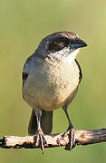 Shrike-like Tanager