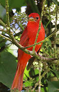 Summer Tanager