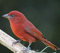 Summer Tanager