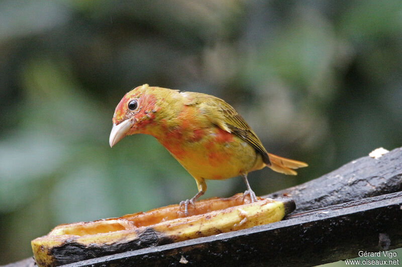 Summer Tanager male immature