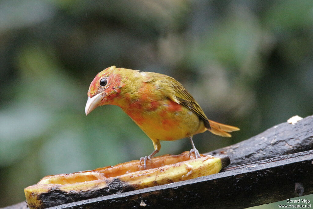 Tangara vermillon mâle immature