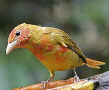 Summer Tanager