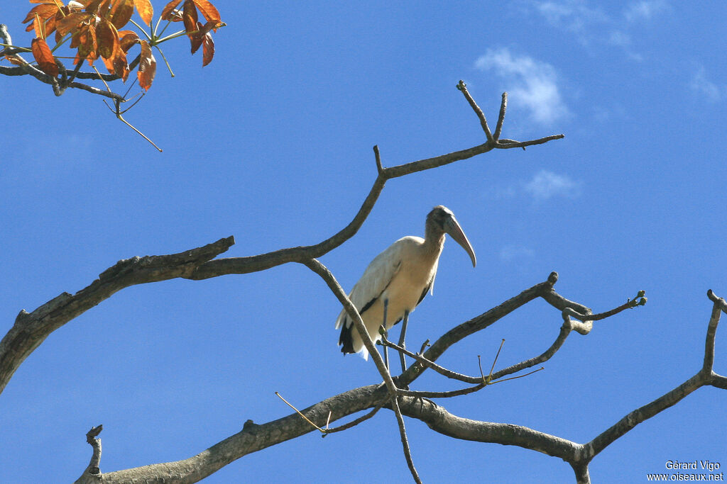 Wood Storkadult