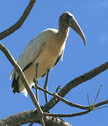 Wood Stork