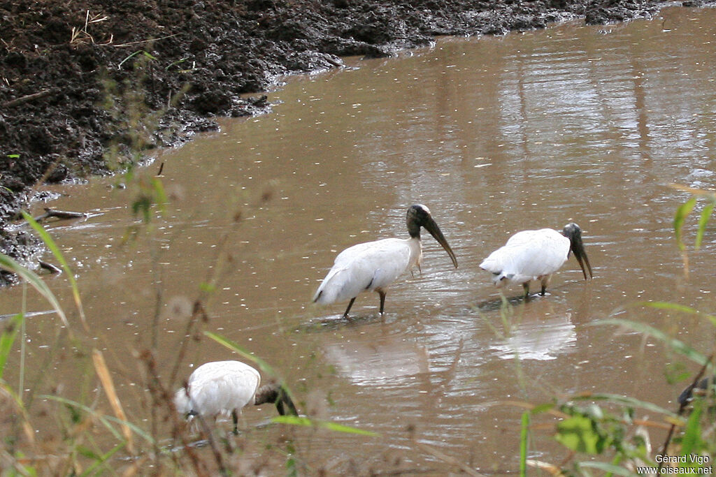 Wood Storkadult