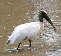 Wood Stork