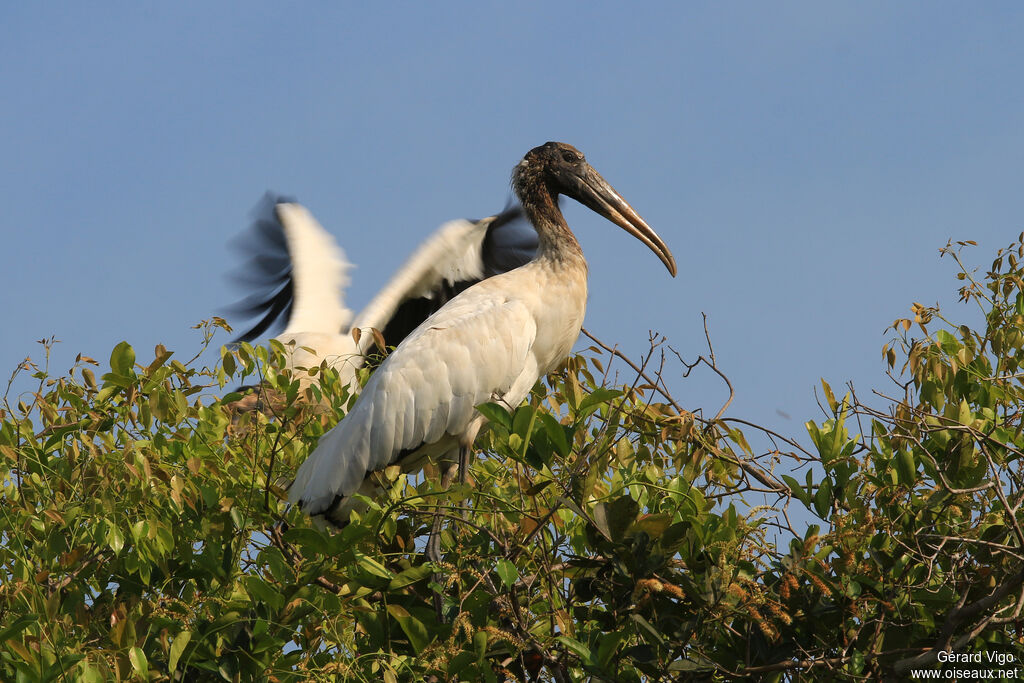 Wood Storkadult