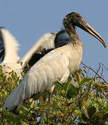 Wood Stork