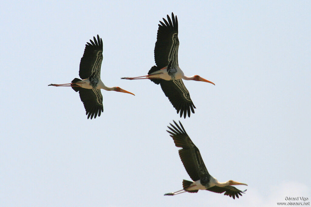 Painted Storkadult, Flight