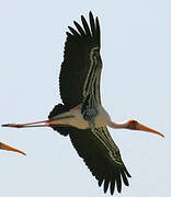 Painted Stork