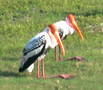 Painted Stork