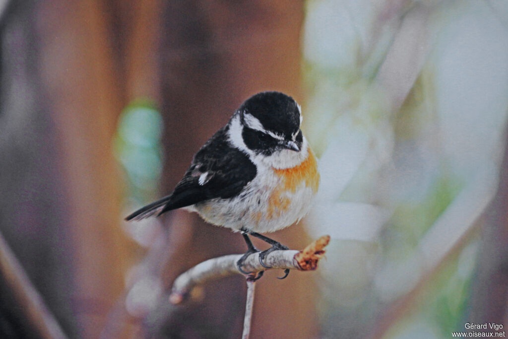 Reunion Stonechat male adult