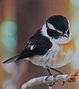 Reunion Stonechat