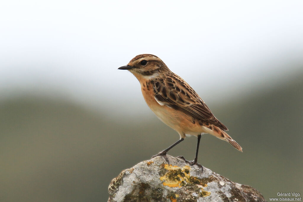 Whinchat female adult breeding