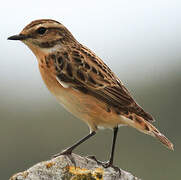 Whinchat