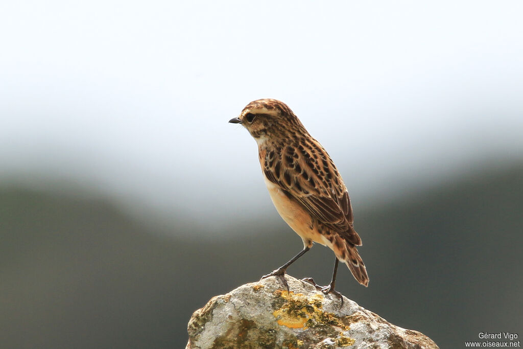 Whinchat female adult breeding