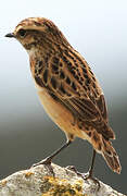 Whinchat