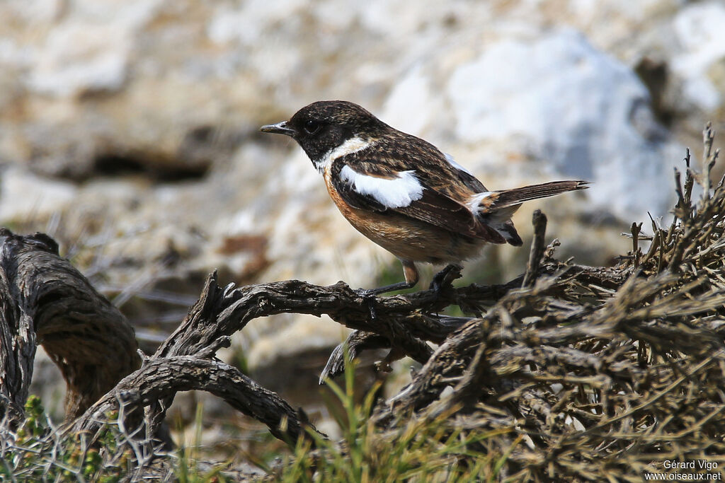 European Stonechat male adult