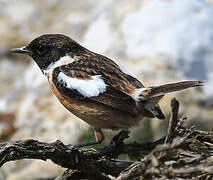 European Stonechat