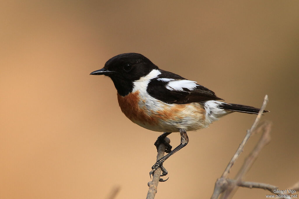 European Stonechat male adult breeding