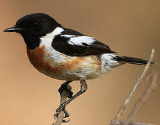 European Stonechat