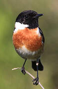 European Stonechat