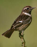 European Stonechat