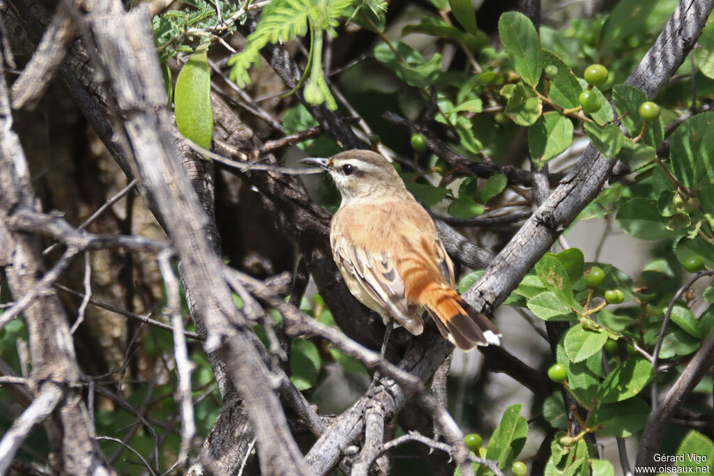 Tchagra à tête brune