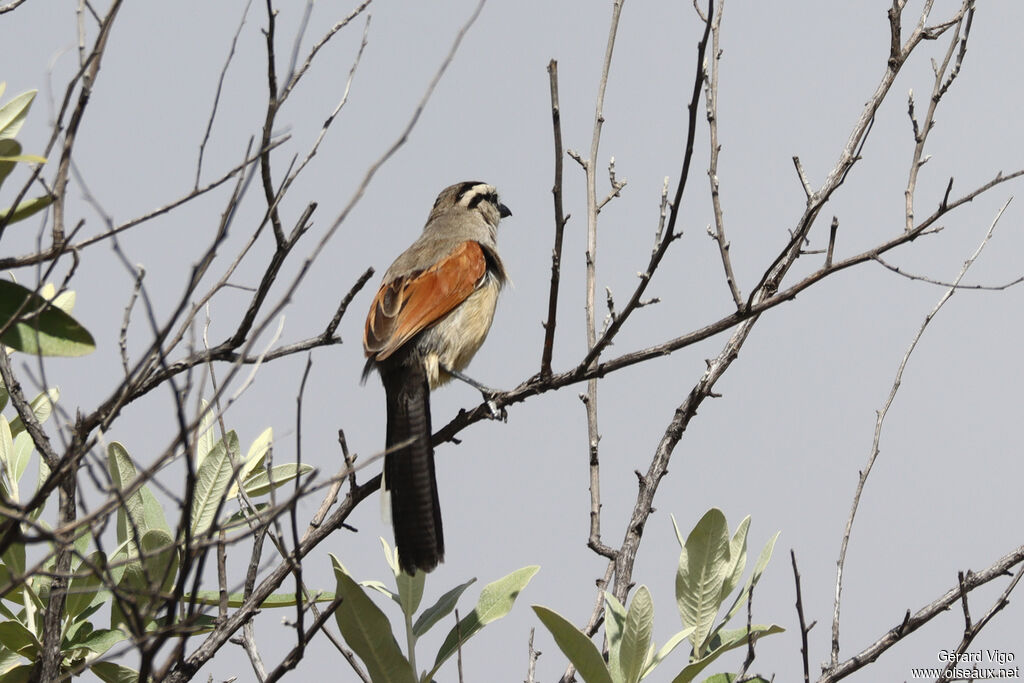 Tchagra à tête brune