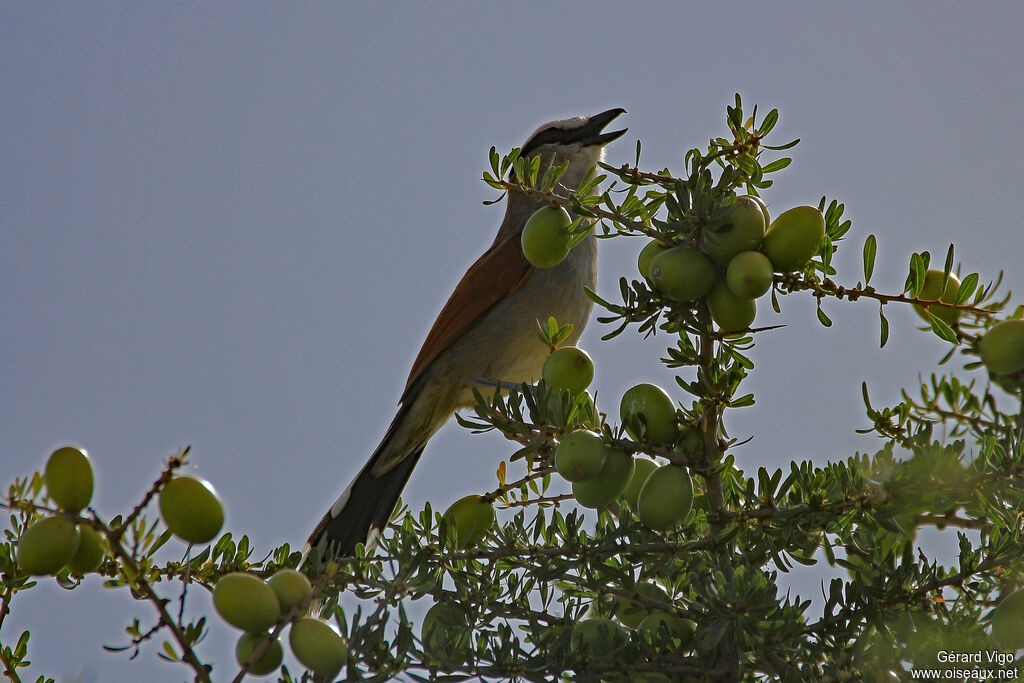 Black-crowned Tchagraadult