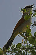 Black-crowned Tchagra