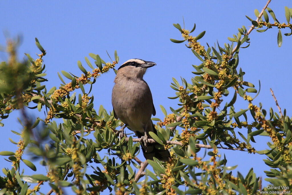 Black-crowned Tchagraadult