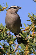 Black-crowned Tchagra