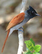 African Paradise Flycatcher