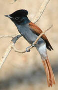 African Paradise Flycatcher