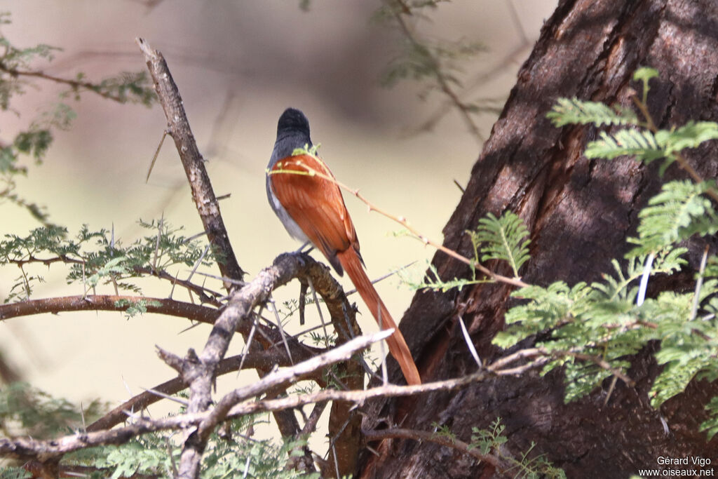 Tchitrec d'Afriqueadulte