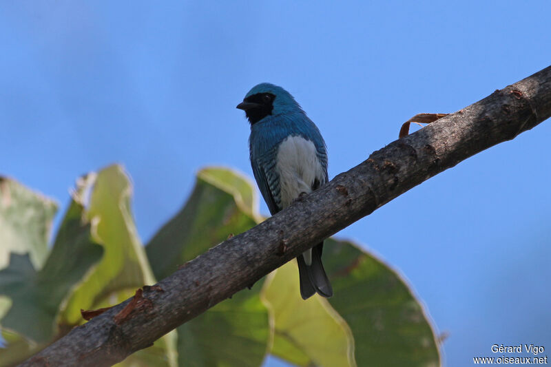 Swallow Tanager male adult