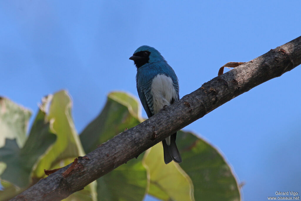 Tersine hirondelle mâle adulte