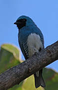 Swallow Tanager