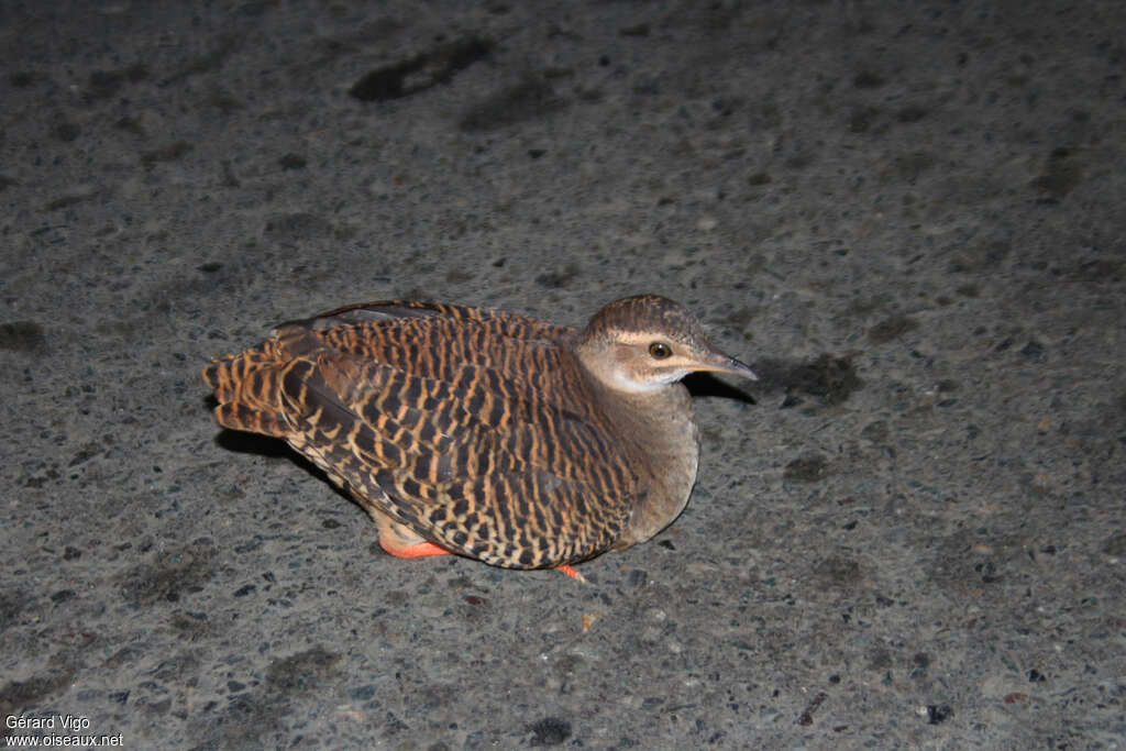 Tinamou à grands sourcilsadulte