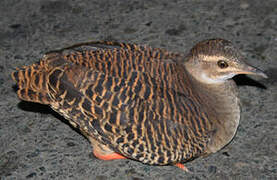 Tinamou à grands sourcils