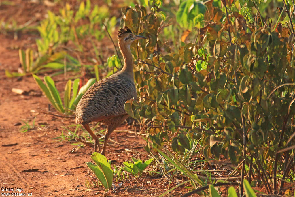 Red-winged Tinamouadult, identification