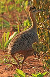Tinamou isabelle
