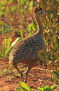 Red-winged Tinamou