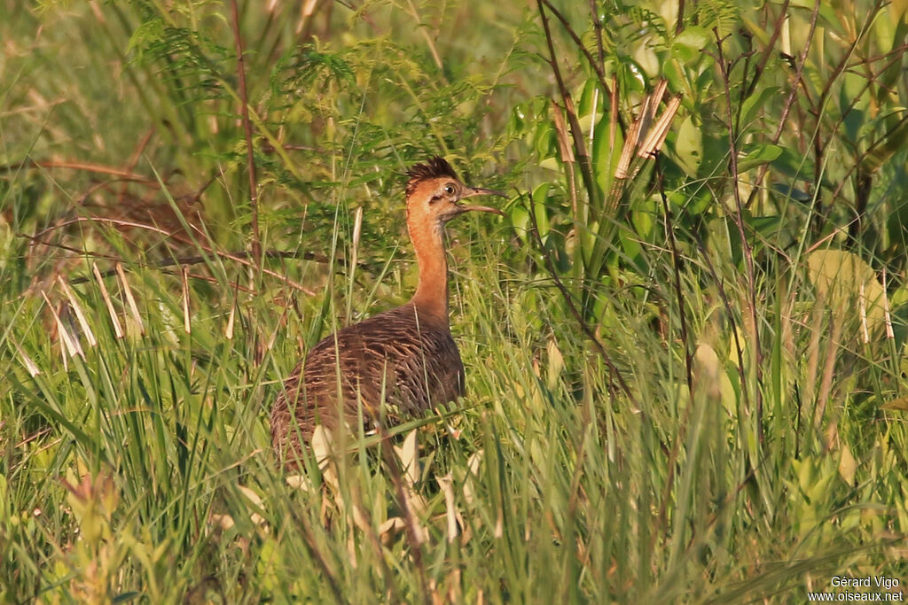 Red-winged Tinamouadult