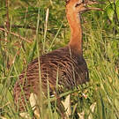Tinamou isabelle