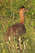 Red-winged Tinamou